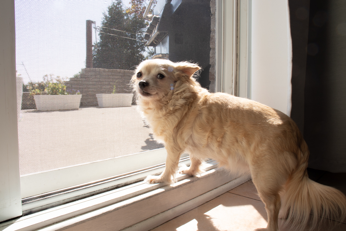 Dog Wanting to go Outside