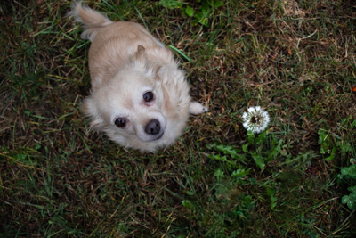 Dog and Dandelion