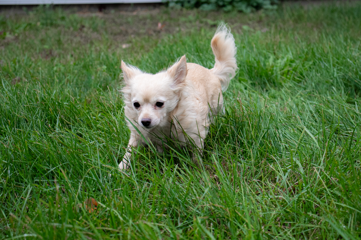 Dog Running