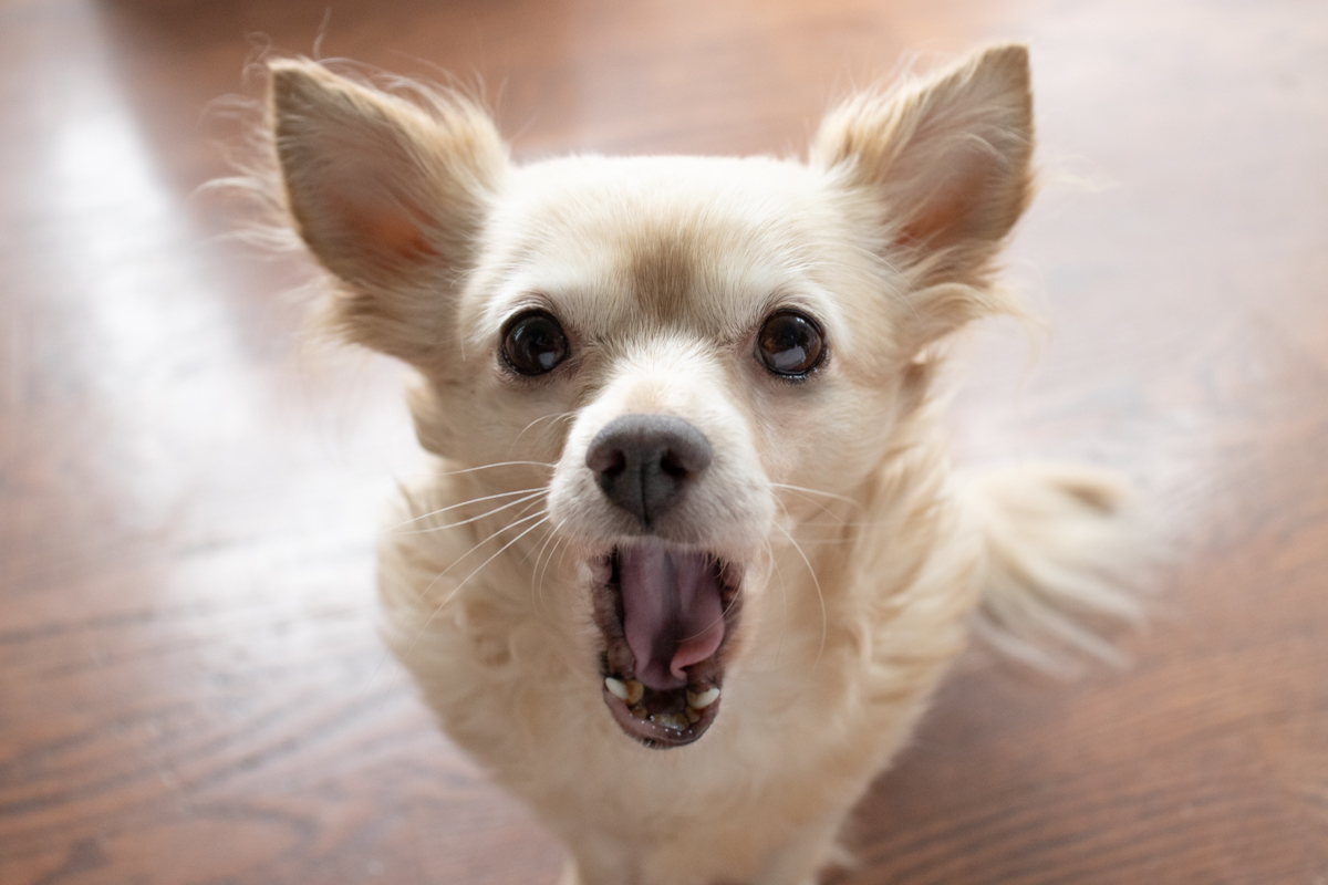 Dog Yawn or Shock?