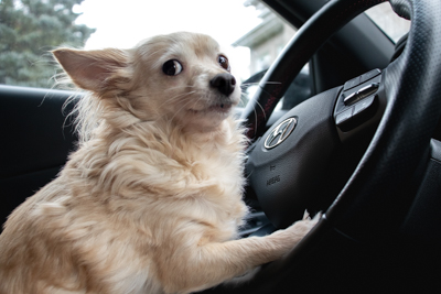 Dog Driving