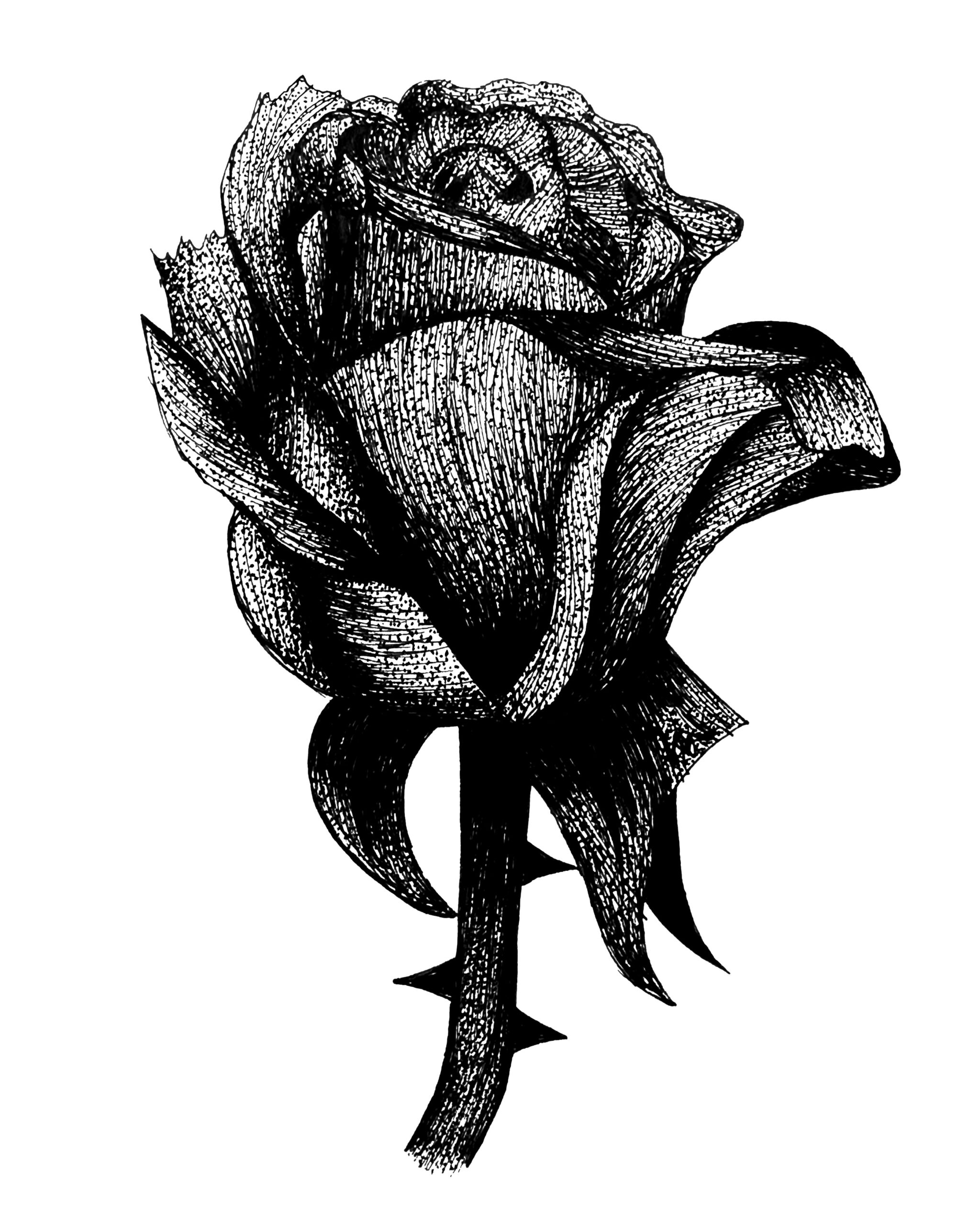 sketch of a rose